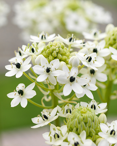ORNITHOGALUM SAUNDERSIAE 25 kusov